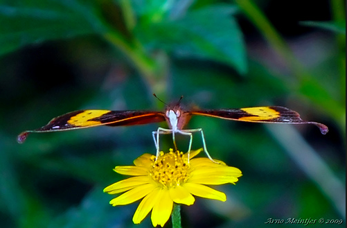 butterfly front